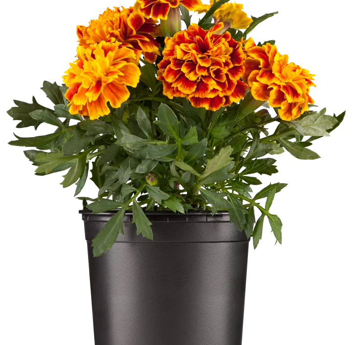 Niedrige Studentenblume