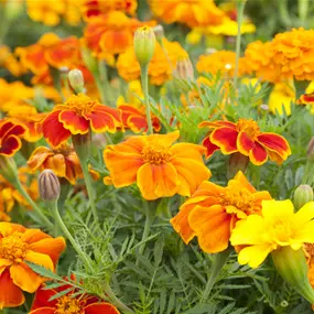 Tagetes patula kleinblumig