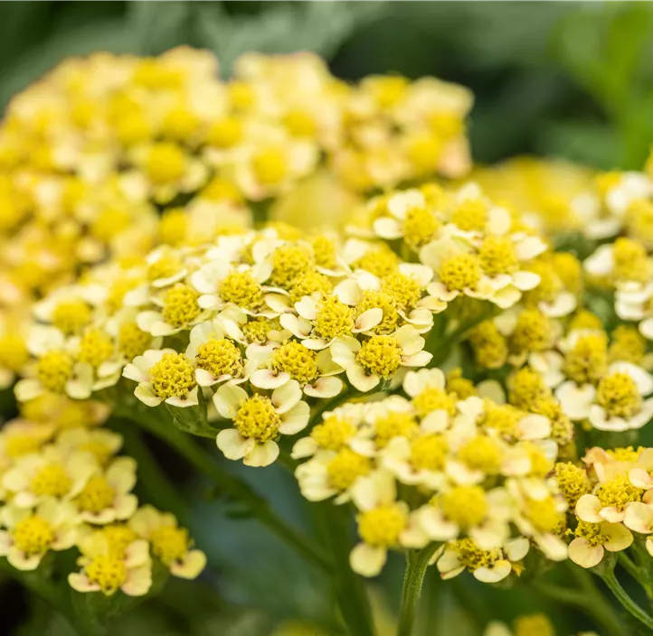 Schafgarbe 'Milly Rock Yellow Terracotta'
