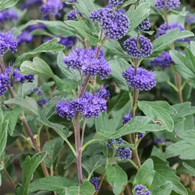 Caryopteris x clandonensis Petit Bleu