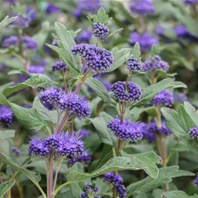 Caryopteris x clandonensis Petit Bleu