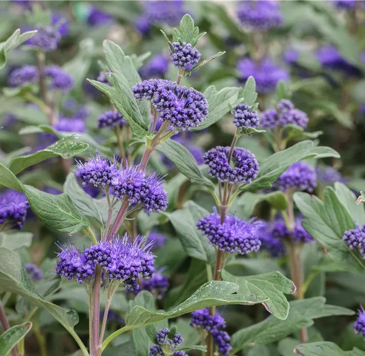 Bartblume 'Petit Bleu'®