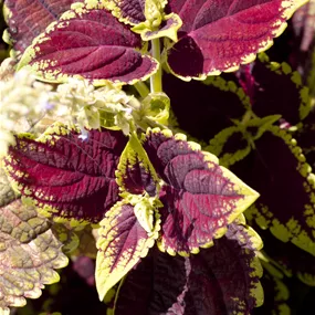 Coleus blumei