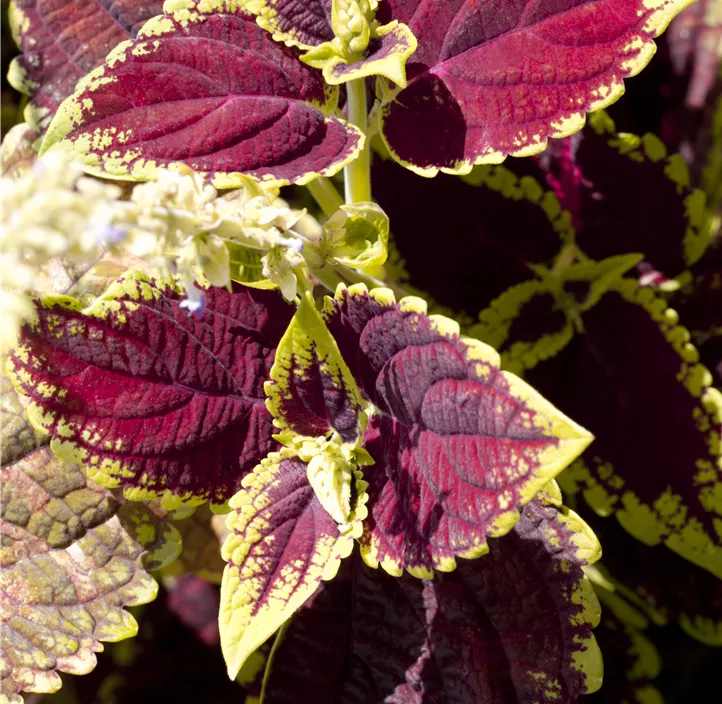 Buntnessel, 13 cm Topf