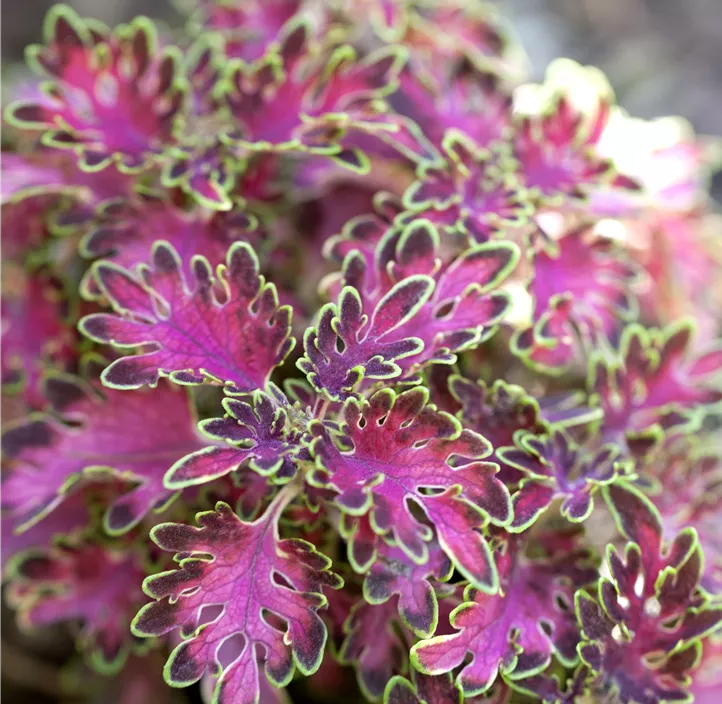 Buntnessel, 13 cm Topf