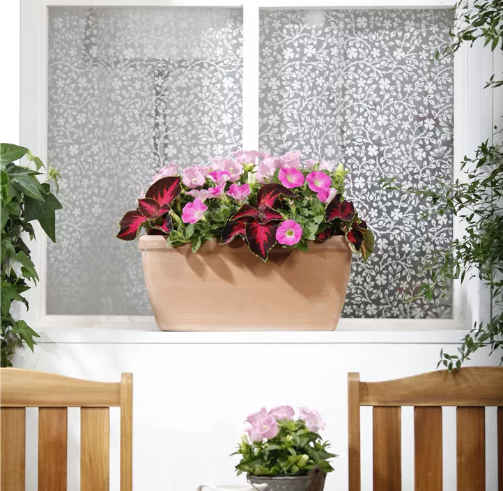 Buntnessel, 13 cm Topf