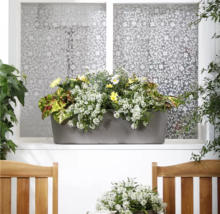 Buntnessel, 13 cm Topf