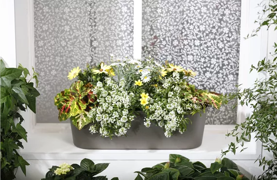 Balkonmix (Coleus blumei, Bidens, Osteospermum)