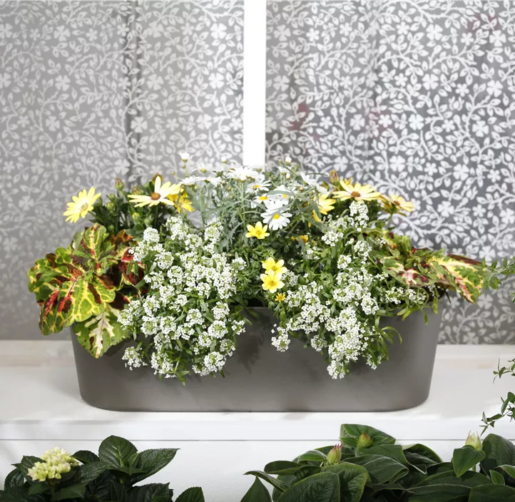 Buntnessel, 13 cm Topf