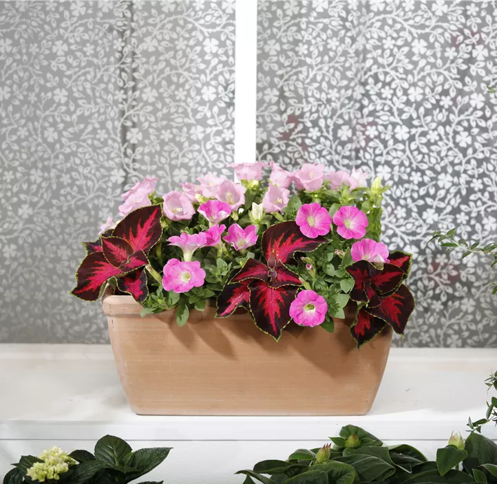 Buntnessel, 13 cm Topf