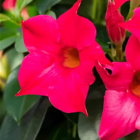 Dipladenia sanderiana Sundavilla Busch