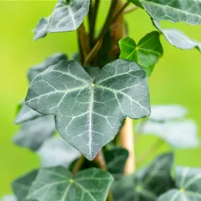 Hedera helix hibernica