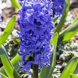 Hyacinthus orientalis blau