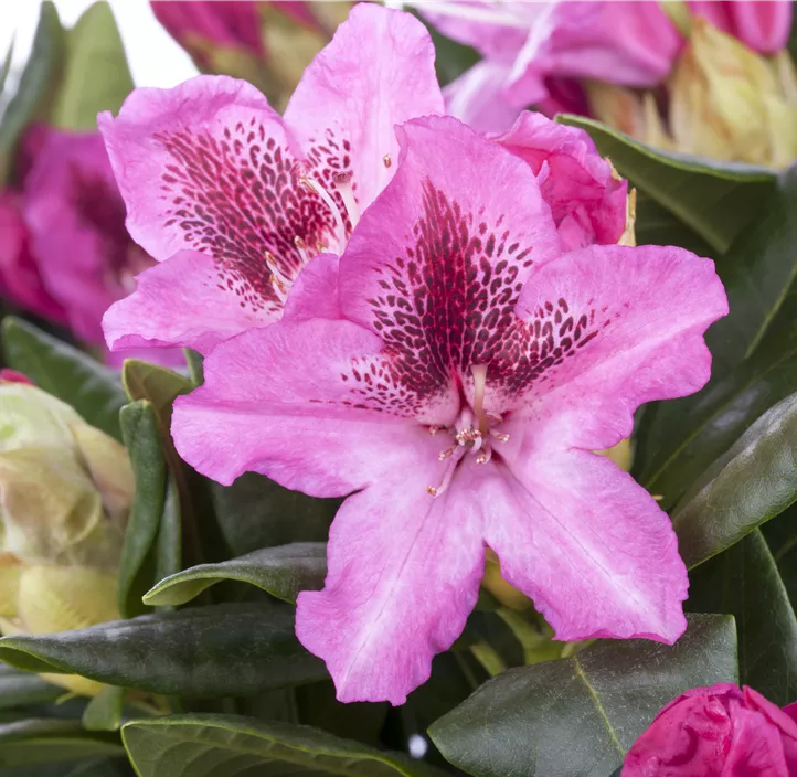 Rhododendron-Hybride 'Cosmopolitan'
