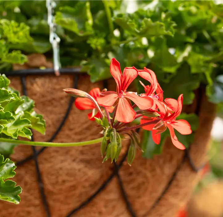 Hängepelargonie Grand Idols® 