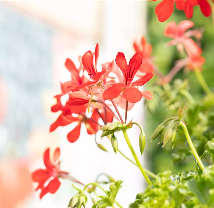 Hängepelargonie Grand Idols® 