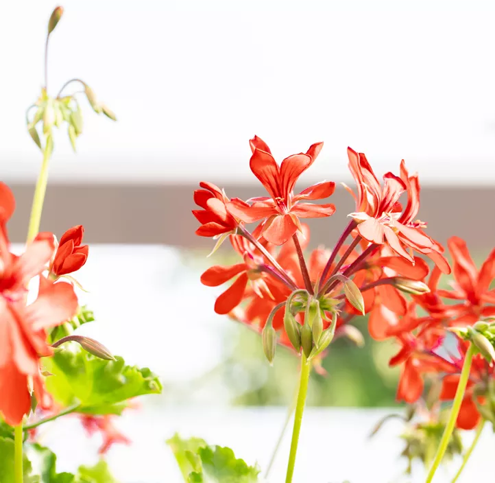Hängepelargonie Grand Idols® 