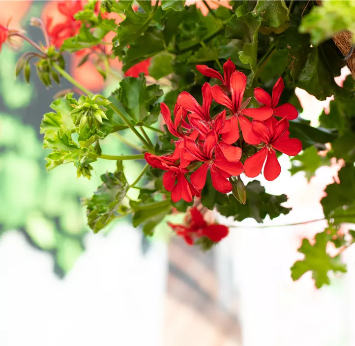Hängepelargonie Grand Idols® 