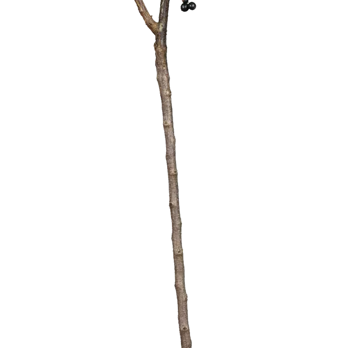 Johannisbeere 'Blackbells'