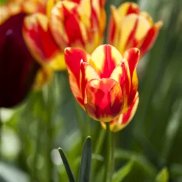 Tulipa Hybride Perfect Torch