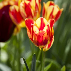 Tulipa Hybride Perfect Torch