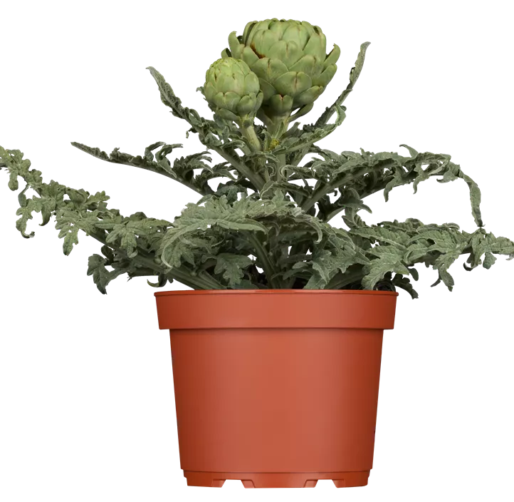 Artischocke