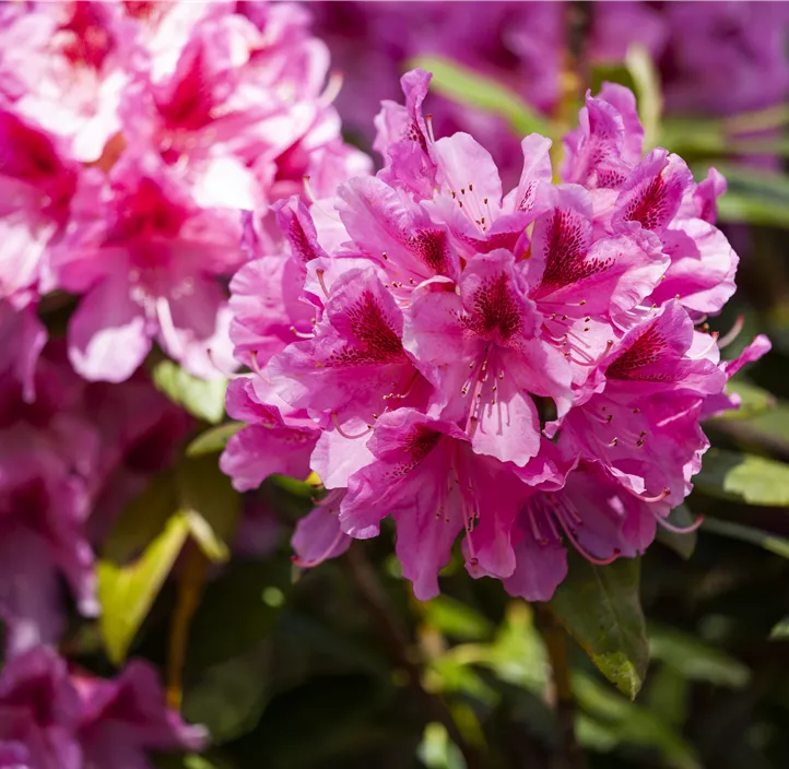 Rhododendron-Hybride 'Cosmopolitan'