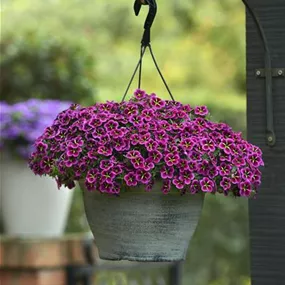 Calibrachoa cabaret Goodnight kiss