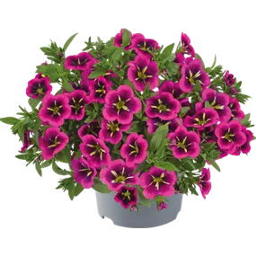 Calibrachoa Cabaret Good Night Kiss