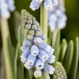 Muscari tubergenianum Lindsay ®