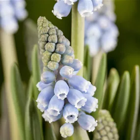 Muscari tubergenianum Lindsay ®