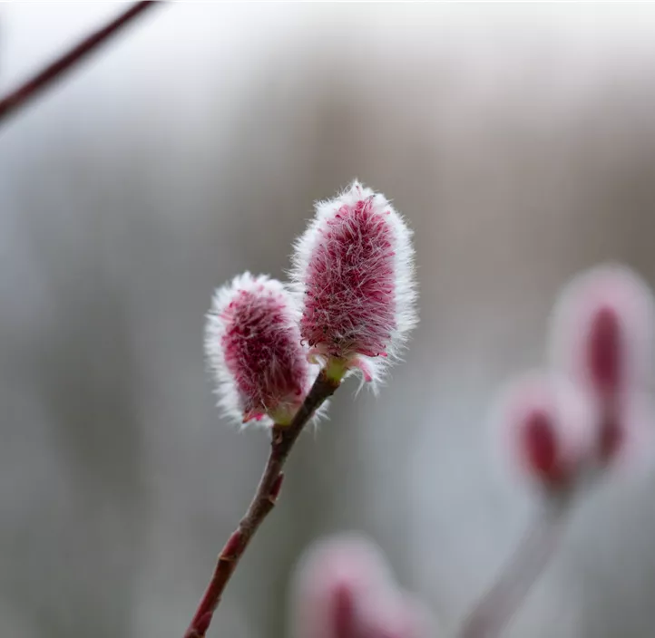 Weide Kätzchen Trio