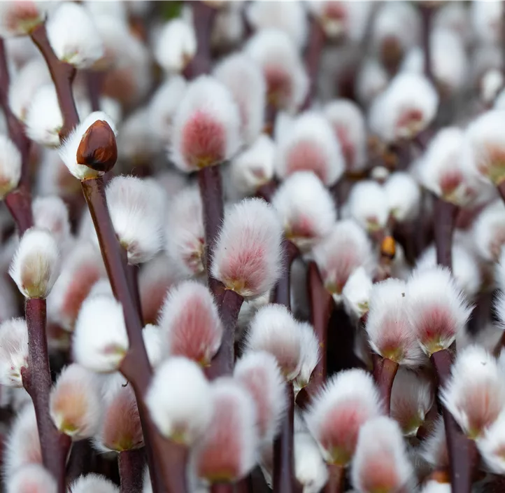 Weide Kätzchen Trio