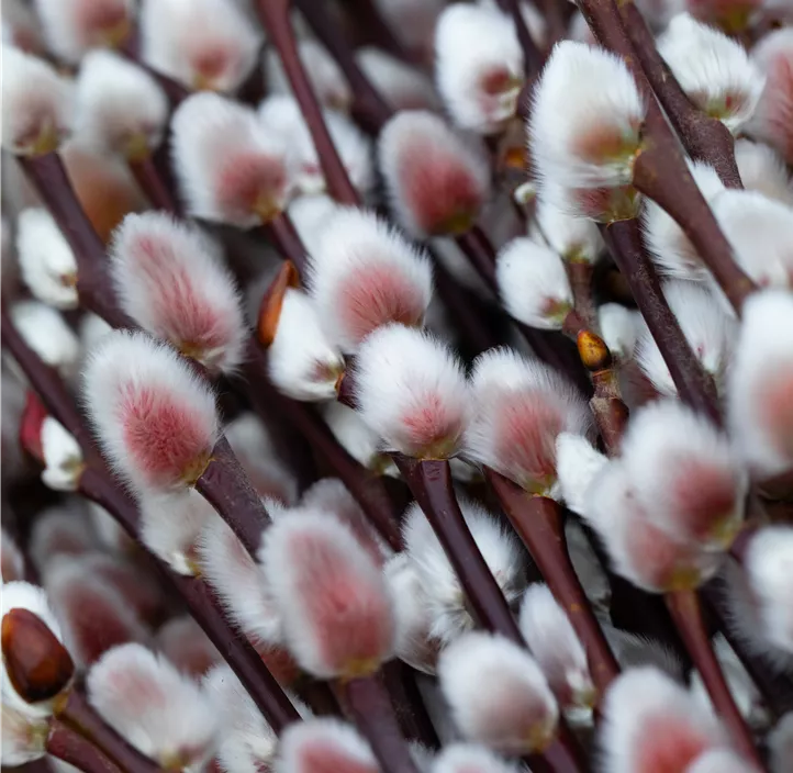 Weide Kätzchen Trio