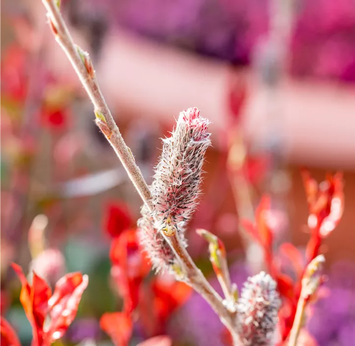 Weide Kätzchen Trio
