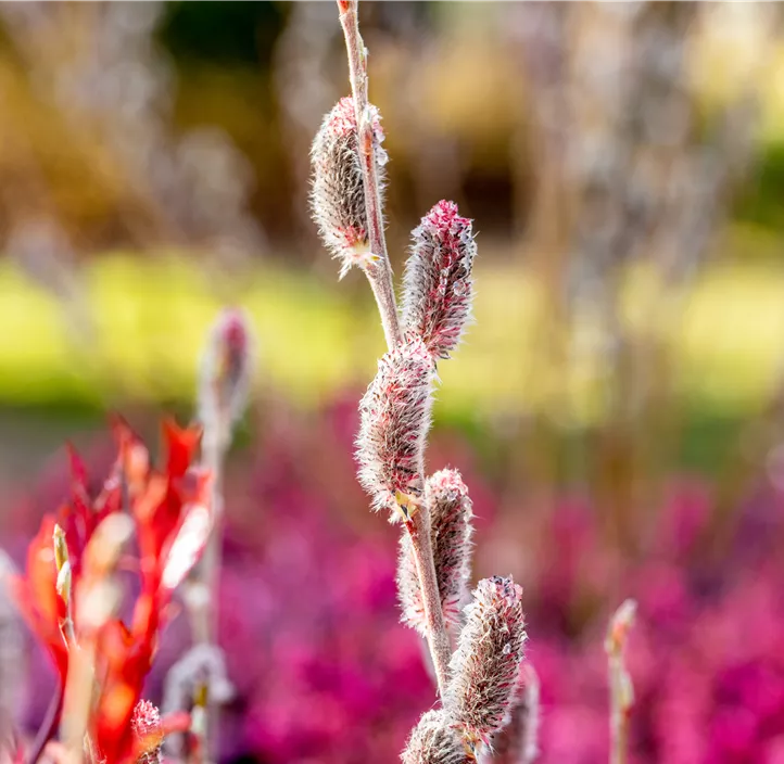 Weide Kätzchen Trio