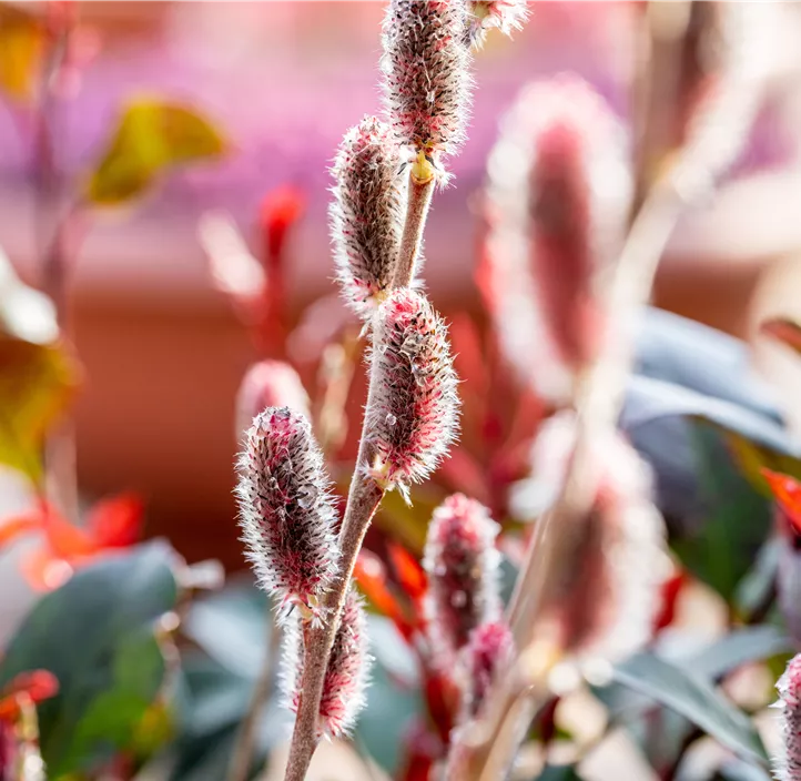 Weide Kätzchen Trio