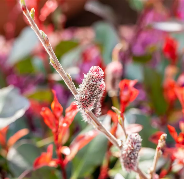 Weide Kätzchen Trio