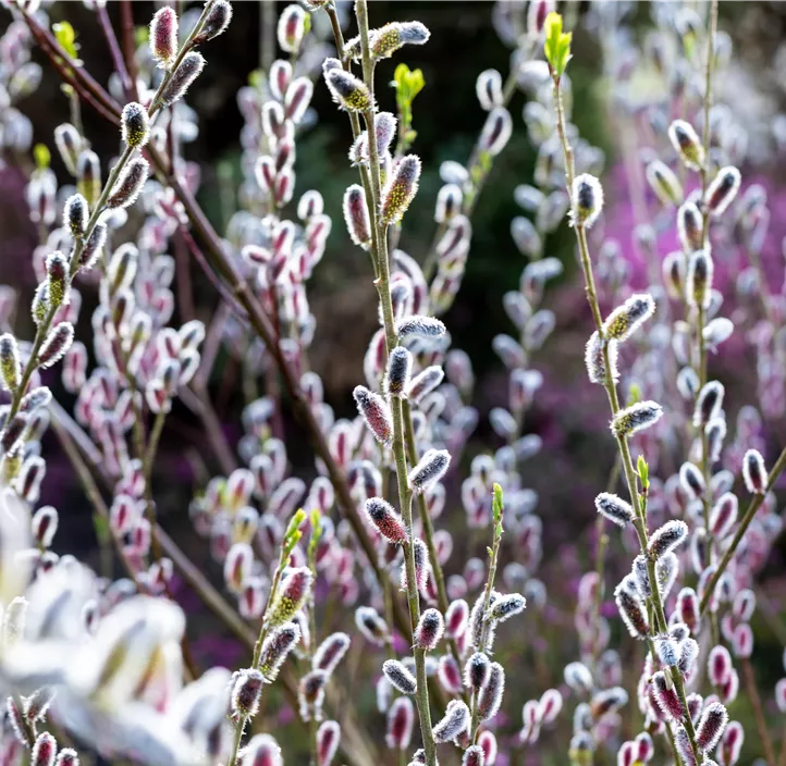 Weide Kätzchen Trio
