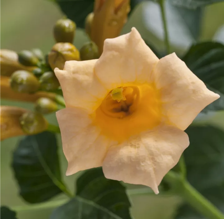 Trompetenblume 'Summer Jazz '®