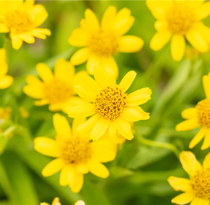 Amerikanische Arnika