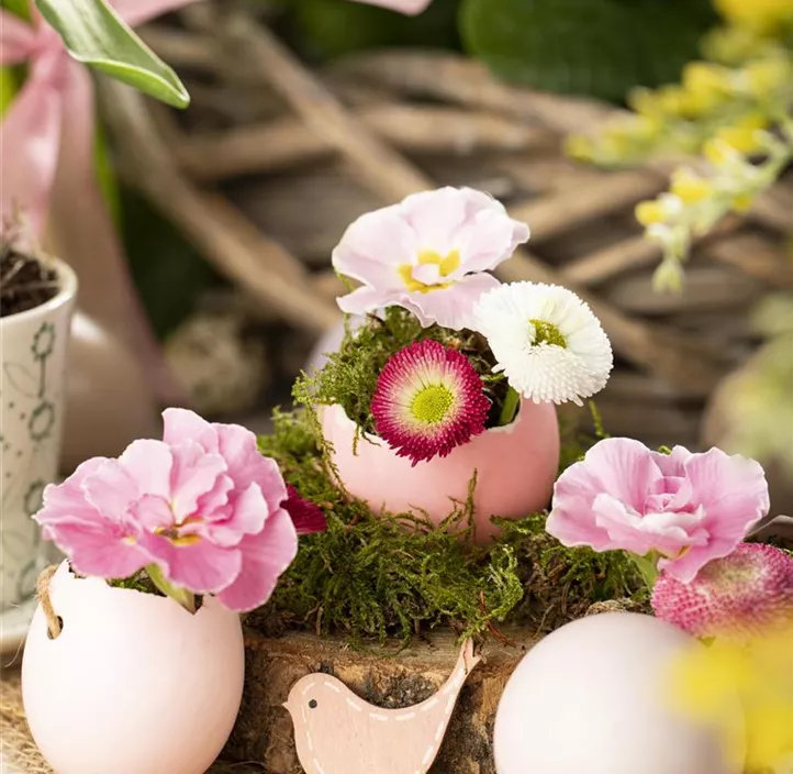 Bunter Frühling (6er Pack)