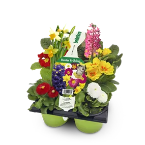 Bunter Frühling (6er Pack)