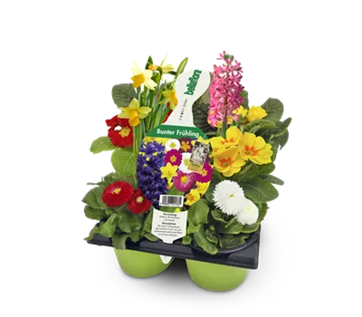 Bunter Frühling (6er Pack)