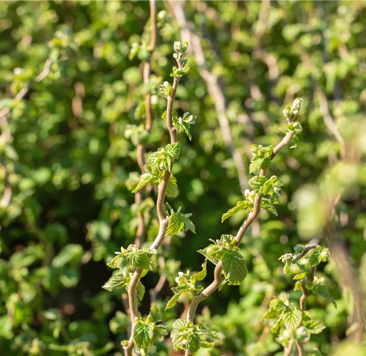 Korkenzieher-Haselnuss 'Twister'