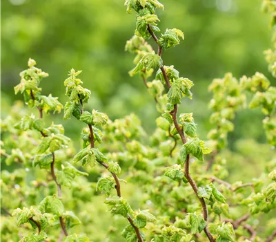 Corylus avellana Scooter