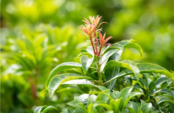Beliebt unter den immergrünen Sträuchern: Japanische Lavendelheide