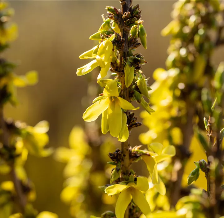 Goldglöckchen 'Mikador'®