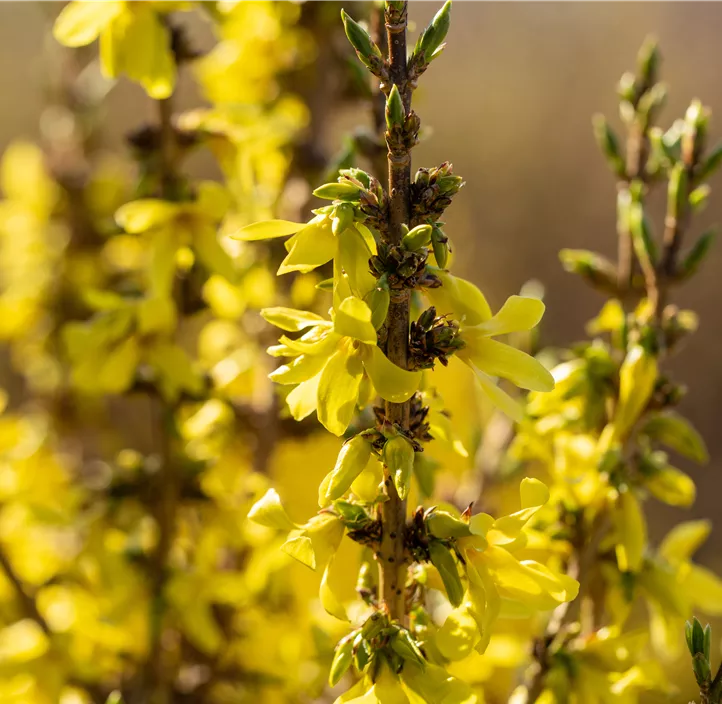 Goldglöckchen 'Mikador'®