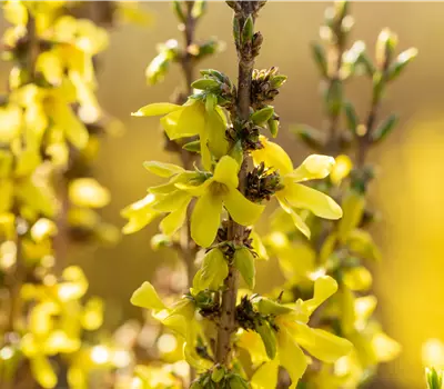 Forsythia 'Mikador'